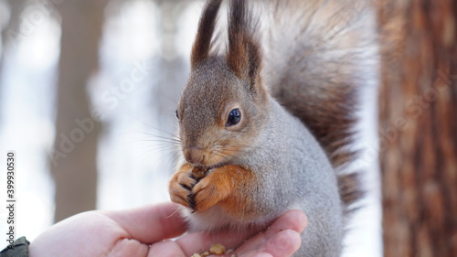 Cute squirrel in a grey winter fur coat eating nuts from the hand