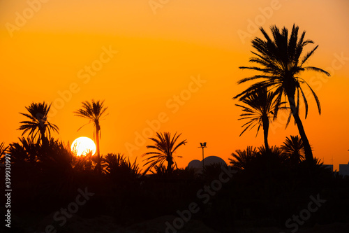 tropical sunset with palms