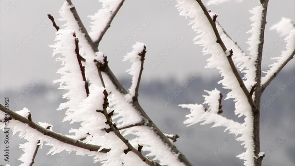 tree branches frozen after a snowstorm in the mountains close-up. tree branches frozen after a snowstorm in the mountains close-up.