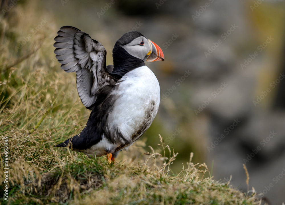 The Atlantic puffin, also known as the common puffin The Atlantic puffin, also known as the common puffin
