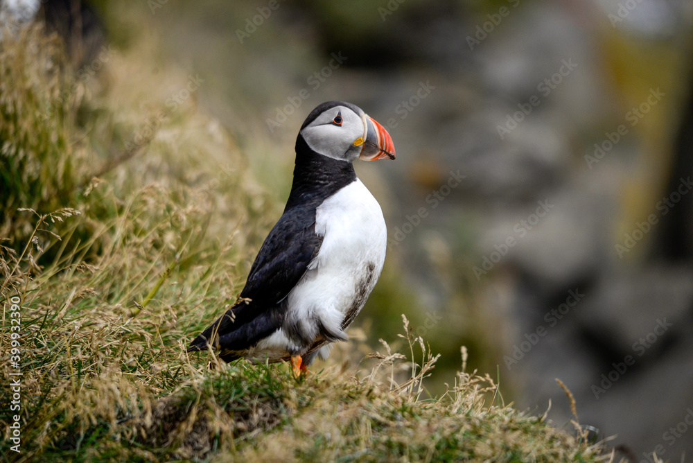 Fototapeta premium The Atlantic puffin, also known as the common puffin