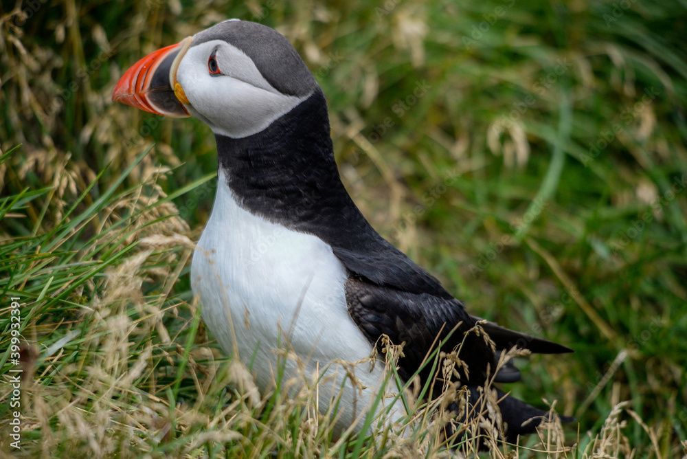 Obraz premium The Atlantic puffin, also known as the common puffin