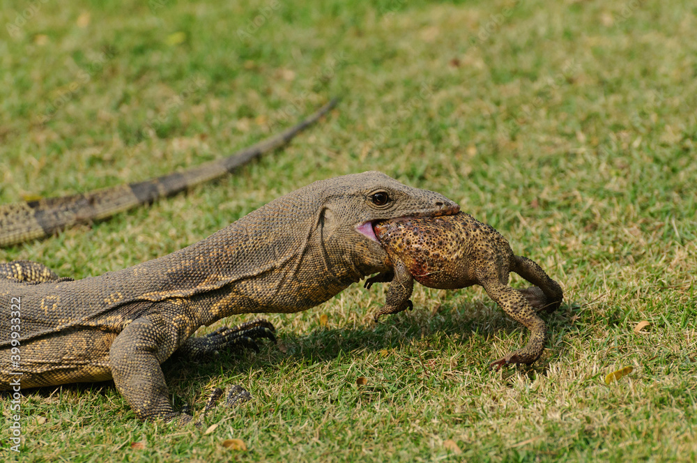 Obraz premium Indian Water Monitor with catch