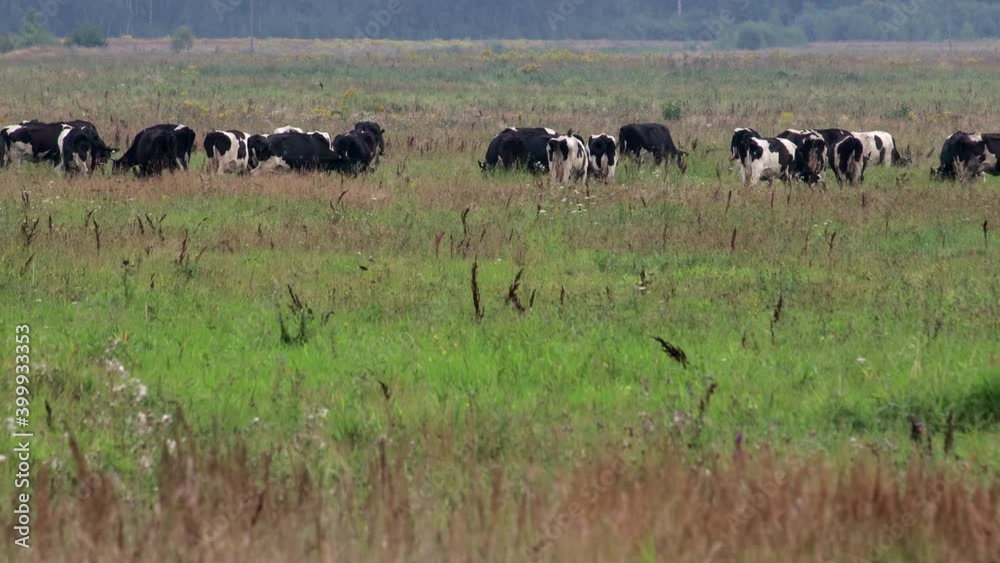 Panorama of a herd of several cows or bulls of black and white color on an autumn or spring meadow in cloudy weather. cattle grazing. The concept of animal husbandry Panorama of a herd of several cows or bulls of black and white color on an autumn or spring meadow in cloudy weather. cattle grazing. The concept of animal husbandry