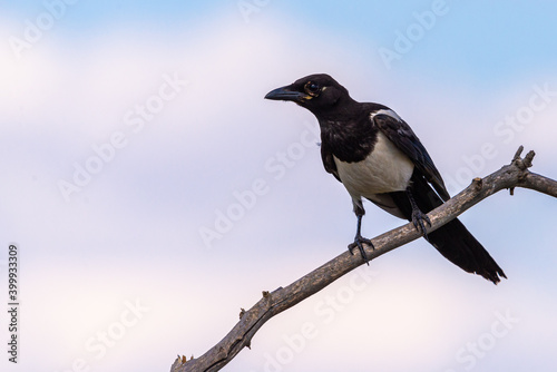 Magpie or pica pica perched on a tree branch on sky background