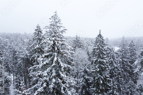 Winter forest with snowy trees, aerial view © mikeosphoto