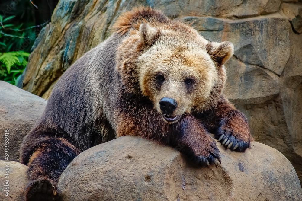 Obraz premium brown bear in the zoo