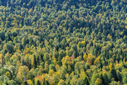 Full image of a coniferous trees in the forest