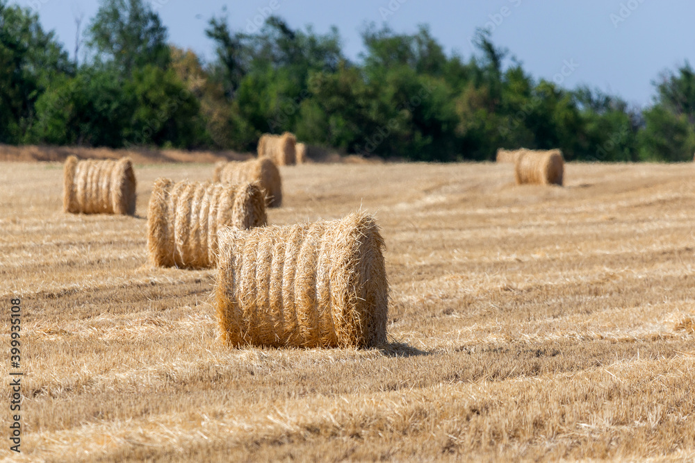 Straw bales or hay rolls on farmland field