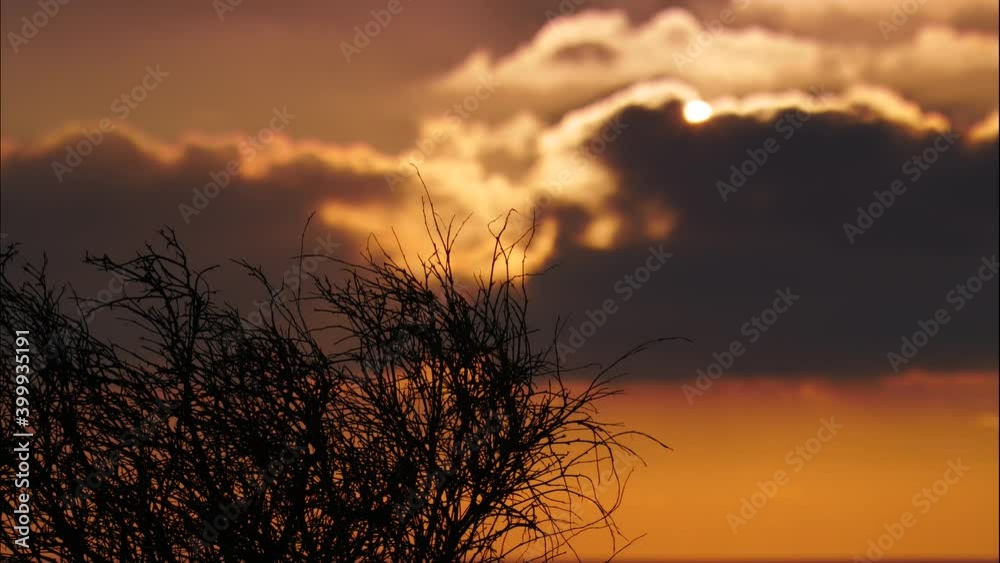 Single flower plant against bokeh background of sunrise red color sky. Single flower plant against bokeh background of sunrise red color sky.