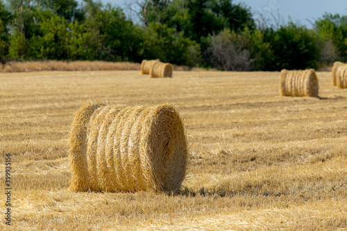 Straw bales or hay rolls on farmland field