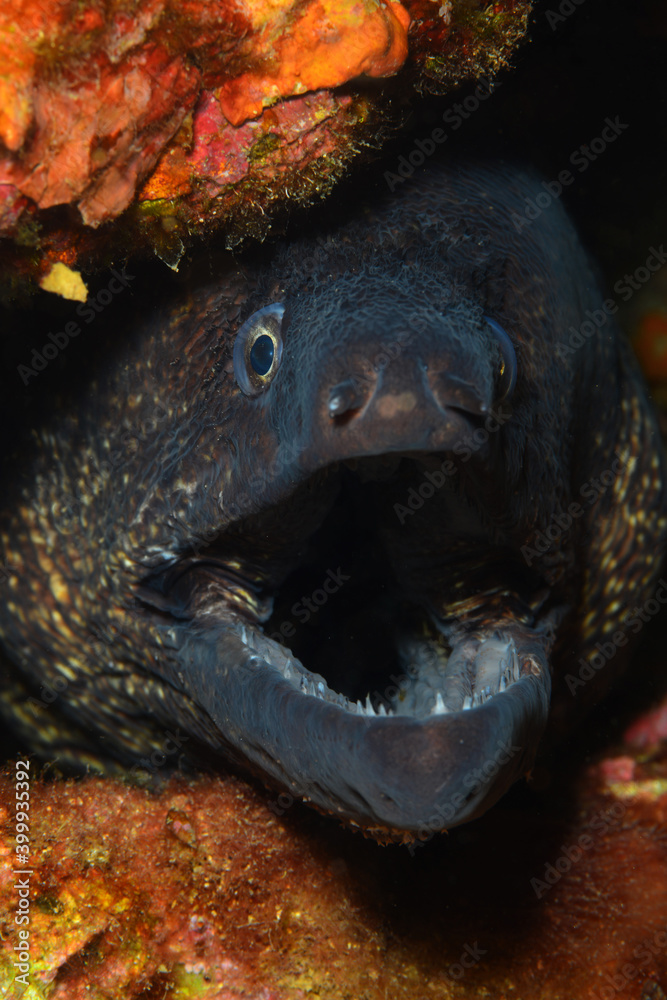 Mediterranean moray (Muraena helena), also known as the Saint Helena moray. İzmir Turkey Mediterranean moray (Muraena helena), also known as the Saint Helena moray. İzmir Turkey