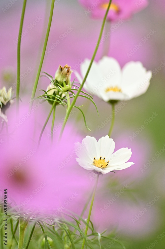 Close-up of white cosmos flower against the blurred flowers field. Close-up of white cosmos flower against the blurred flowers field.
