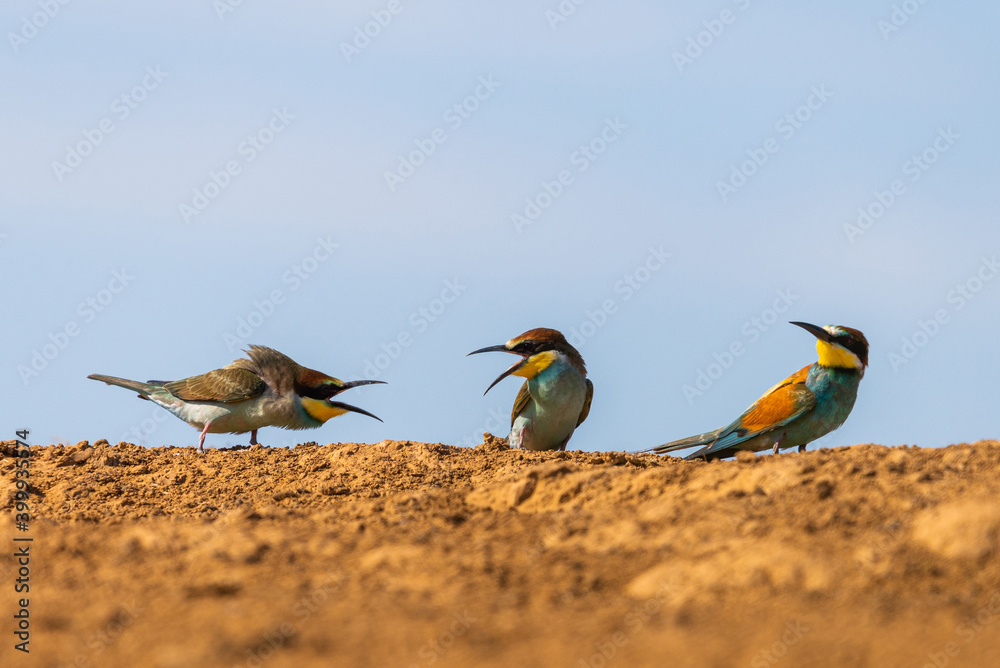 Three European bee-eater bird sit on ground