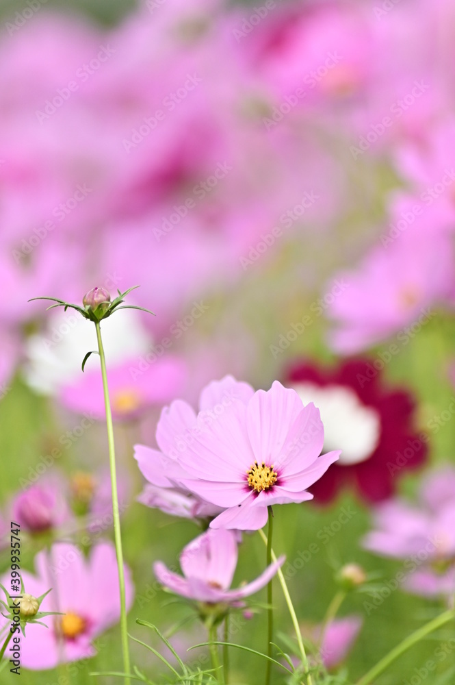 Close-up of pink cosmos flower against the blurred flowers field. Close-up of pink cosmos flower against the blurred flowers field.