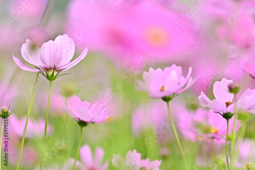 Close-up of pink cosmos flower against the blurred flowers field. © Moment Capsule