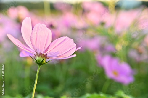 Close-up of pink cosmos flower against the blurred flowers field.