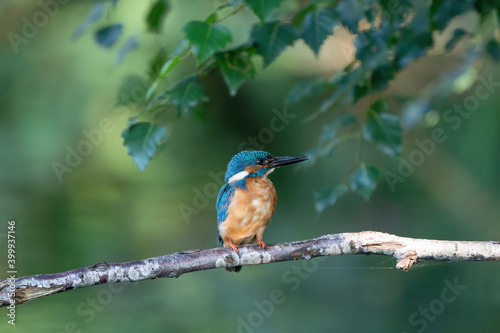 Blue Kingfisher bird, male Common Kingfisher, sitting on a branch, leafs in background