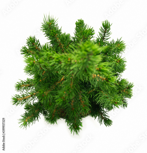 potted Christmas fir tree, from above photo