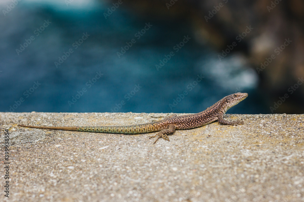 Small lizard background. Reptiles like the heat of the sunny concrete surface. Animals wildlife by the sea shore. Small lizard background. Reptiles like the heat of the sunny concrete surface. Animals wildlife by the sea shore.