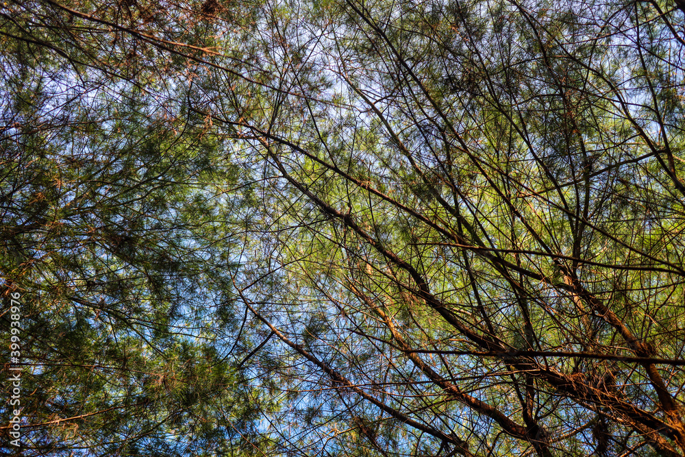 trees and sky trees and sky