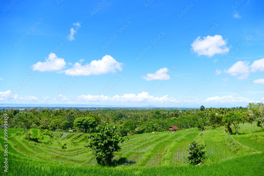 Beautiful rice terraces in the morning light Ubud, Bali, Indonesia.