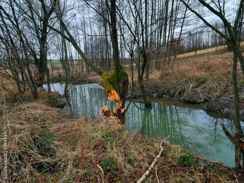 Mała rzeczka częściowo poryta lodem nd którą mieszkają bobry w styczniowym szarym dniu jest pełna uroku Mała rzeczka częściowo poryta lodem nd którą mieszkają bobry w styczniowym szarym dniu jest pełna uroku