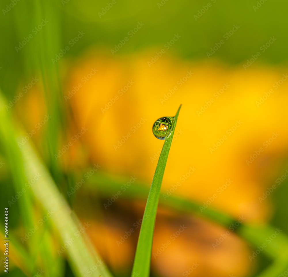 drop of water on tip of grass blade drop of water on tip of grass blade