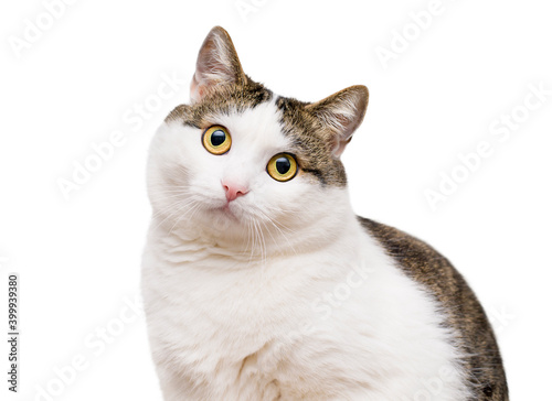 Domestic cat on isolated white background