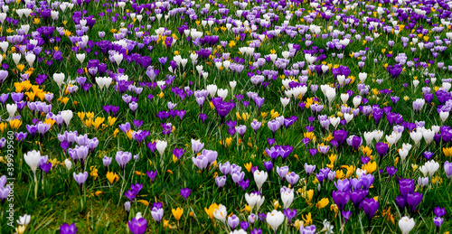 a lot of colorful crocuses in grass