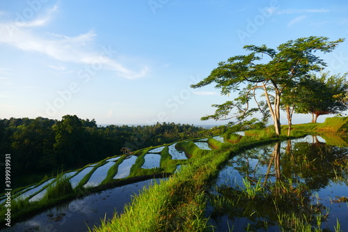 Beautiful rice terraces in the morning light Ubud, Bali, Indonesia.