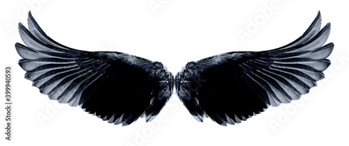 black wings on white background,isolated