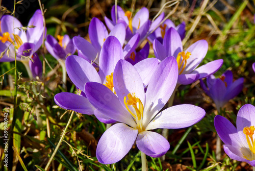 purple crocus flowers