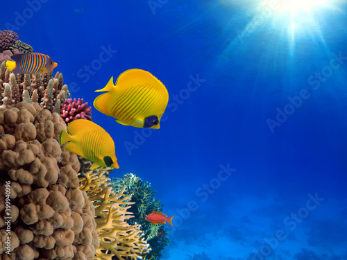 Photo of a coral colony, Red Sea