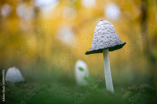 shaggy ink cap mushroom on a green lawn