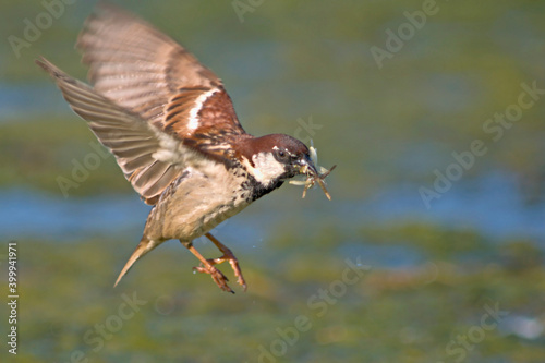 Italian Sparrow - Passer italiae, Crete