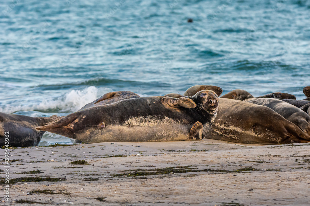 Fototapeta premium A harbor seal colony resting on a sandbank near the ocean. Picture from Falsterbo in Scania, southern Sweden