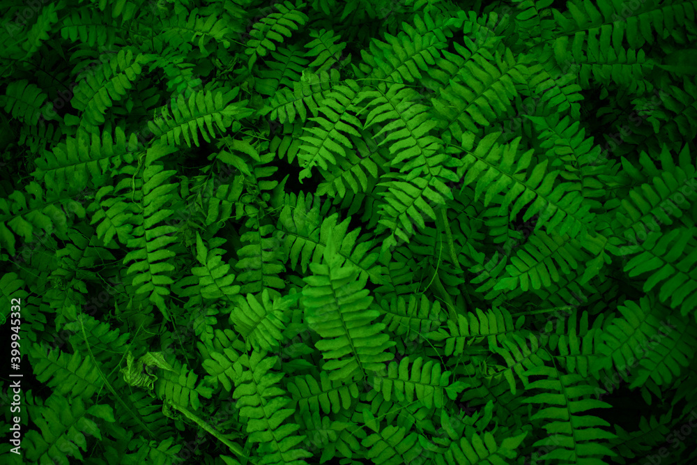 Obraz premium green fern leaves