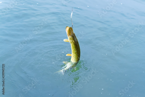 Fish pike caught on a hook in a freshwater pond. fishing at baltic sea