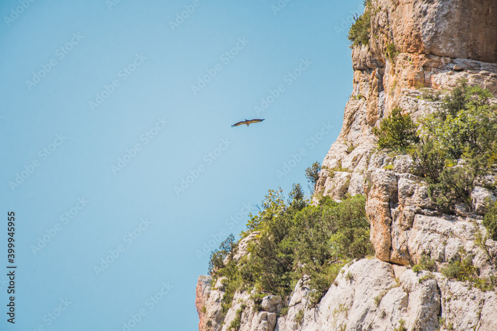 Wild eagle in Mont-rebei Canyon