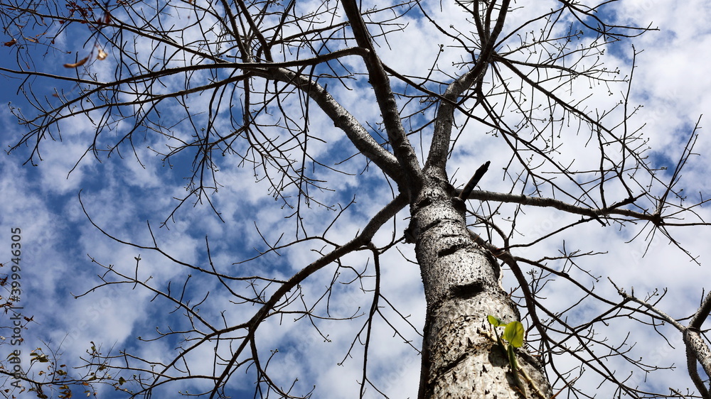 Leafless trees in winter. A single tree whose leaves have fallen, the tree has a beautiful natural branch shape. On the blue sky background there are white clouds. In the bottom view. Selective focus Leafless trees in winter. A single tree whose leaves have fallen, the tree has a beautiful natural branch shape. On the blue sky background there are white clouds. In the bottom view. Selective focus