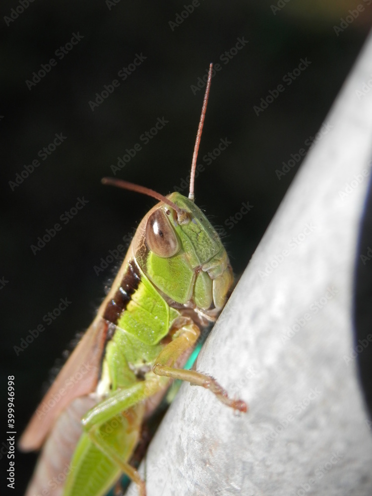 Fototapeta premium 金属の棒につかまっているイナゴの顔