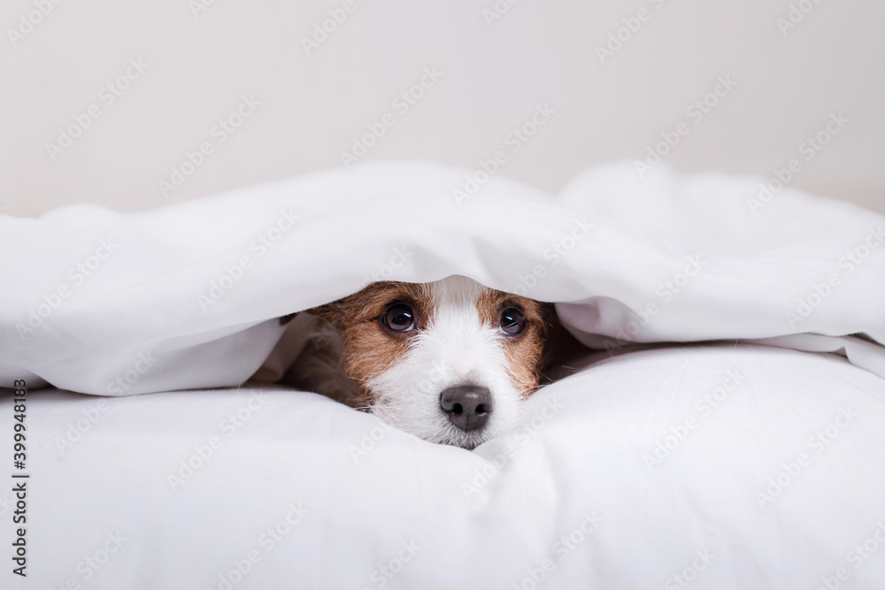 the dog is resting in the bed. Sweet Jack Russell Terrier. Sleepy pet the dog is resting in the bed. Sweet Jack Russell Terrier. Sleepy pet