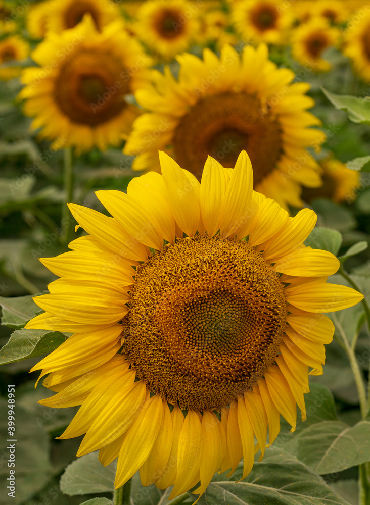 Blooming sunflower field background during sunset. Selective focus Blooming sunflower field background during sunset. Selective focus