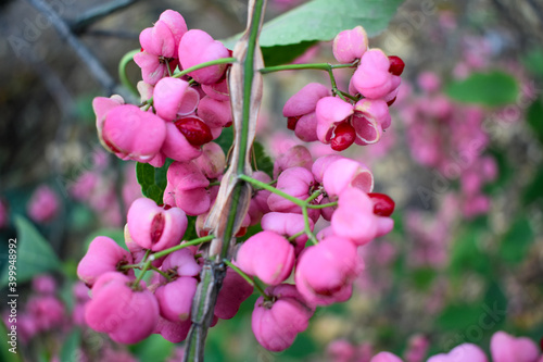 Autumn flowering of European spindle tree close up