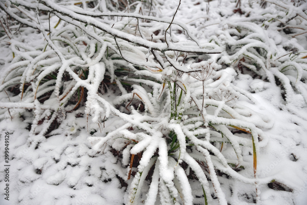 Snow covered grasses and bush branches