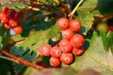 Beautiful, bright rowan berries on the branches close-up