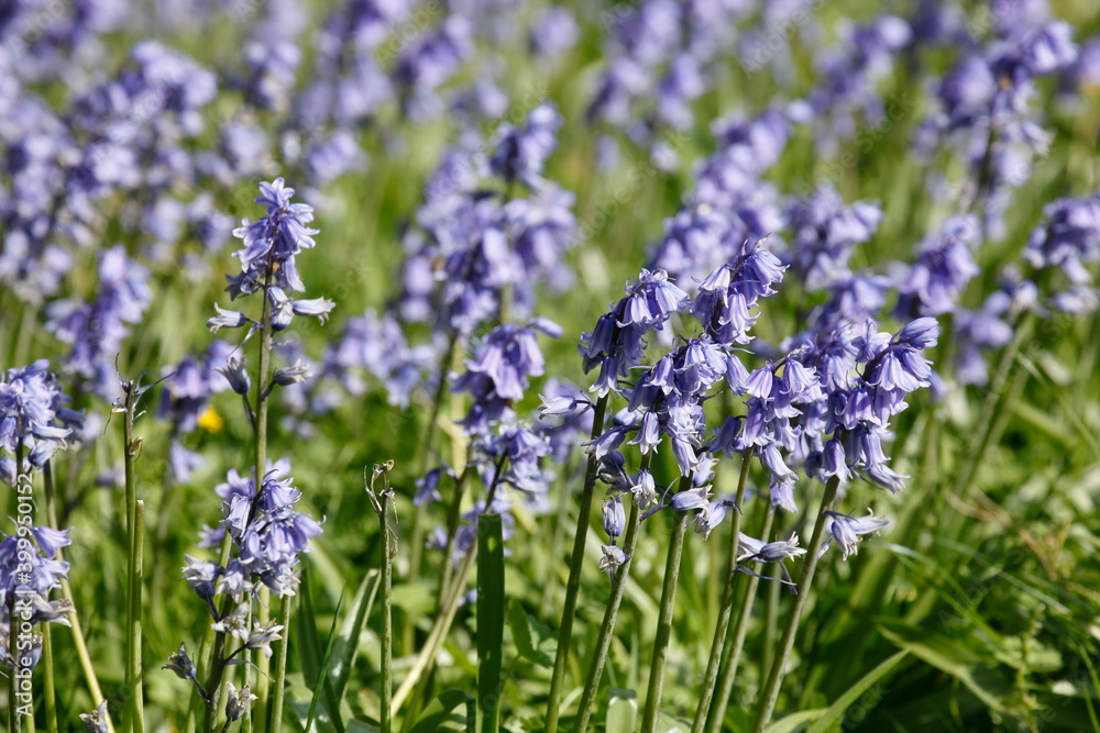 Obraz premium Blühende Hasenglöckchen (Hyacinthoides) auf einer Wiese, Deutschland, Europa