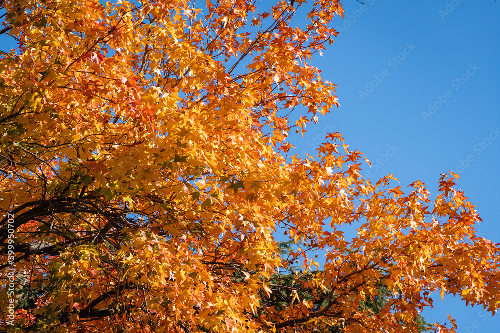 Red and orange autumn leaves of Liquidambar styraciflua, commonly called American sweetgum (Amber tree), set against a blue sky. Sunny winter December day in Sochi. Nature concept for design.