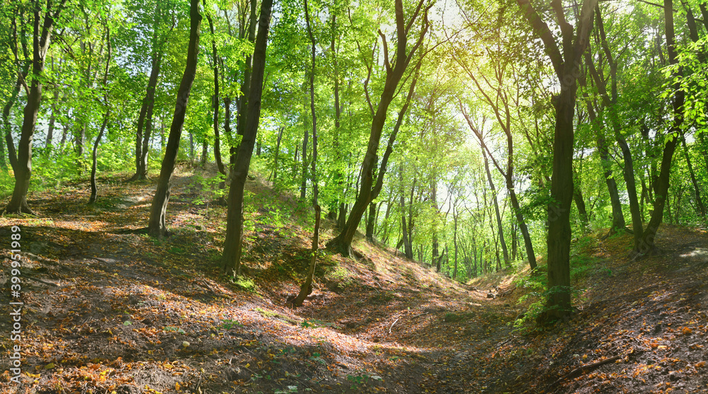 Summer leafy forest. Glade of deciduous forest on a sunny summer day. Nature background Summer leafy forest. Glade of deciduous forest on a sunny summer day. Nature background